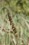 Tropical bushmint