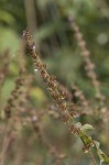 Tropical bushmint