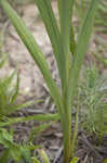 Corn-flag