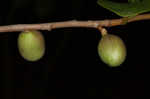 Smallflower pawpaw