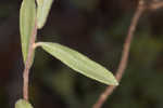 Coastal sand frostweed