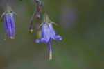 Small bonny bellflower