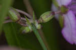 Grassleaf roseling