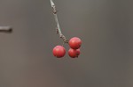 Possumhaw