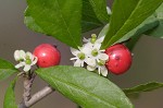 Possumhaw