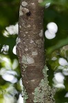 Mountain holly