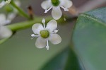 American holly