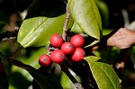 American holly