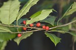 American holly