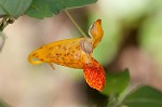 Jewelweed