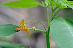 Jewelweed