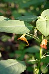 Jewelweed