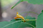 Jewelweed