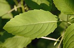 Jewelweed