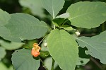 Jewelweed