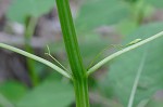 Jewelweed