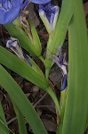 Zigzag iris <BR>Lamance iris