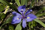 Zigzag iris <BR>Lamance iris