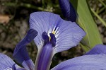 Zigzag iris <BR>Lamance iris