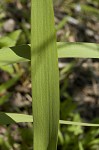 Zigzag iris <BR>Lamance iris