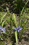 Zigzag iris <BR>Lamance iris