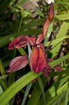 Abbeville Iris