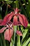 Abbeville Iris