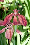 Abbeville Iris