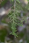 Ashe's juniper