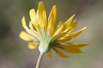 Potato dwarfdandelion