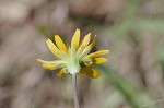 Potato dwarfdandelion