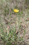 Potato dwarfdandelion