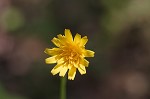 Potato dwarfdandelion