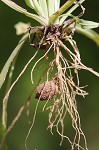 Potato dwarfdandelion