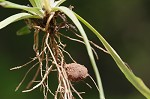 Potato dwarfdandelion