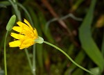 Mountain dwarfdandelion