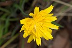 Mountain dwarfdandelion