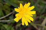 Mountain dwarfdandelion