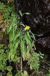 Mountain dwarfdandelion