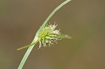 Shortleaf spikesedge