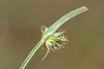 Shortleaf spikesedge