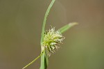 Shortleaf spikesedge