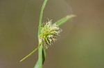 Shortleaf spikesedge