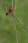 Shortleaf spikesedge