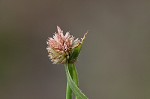 Shortleaf spikesedge