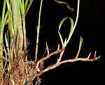 Pasture spikesedge