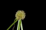 Pasture spikesedge