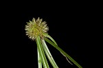 Pasture spikesedge