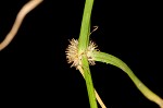 Pasture spikesedge