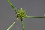 Pasture spikesedge